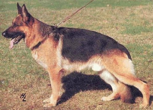 German Shepherd