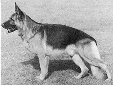 German Shepherd