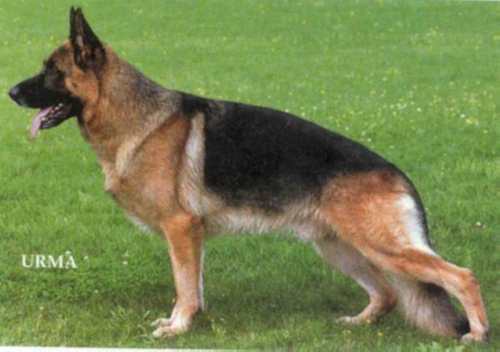 German Shepherd