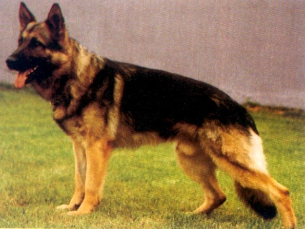 German Shepherd