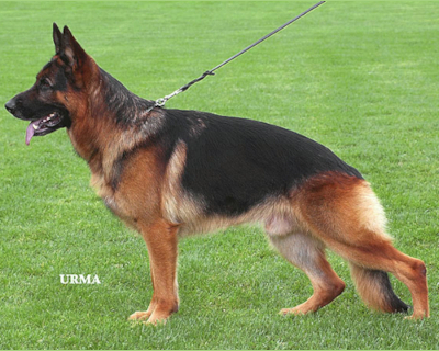 German Shepherd