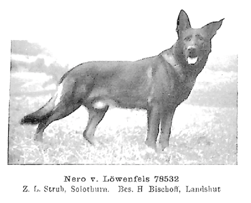 German Shepherd