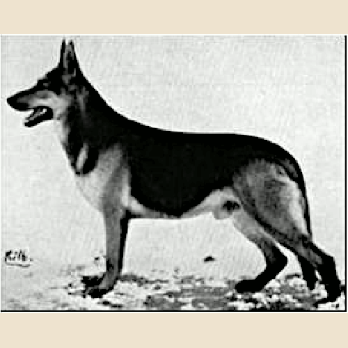 German Shepherd