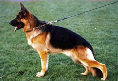 German Shepherd
