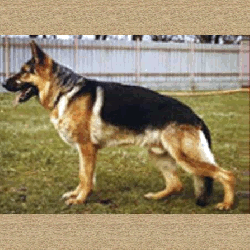 German Shepherd