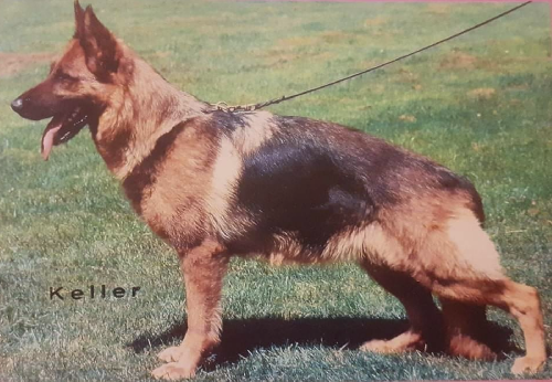 German Shepherd