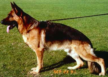 German Shepherd