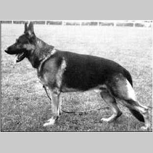 German Shepherd
