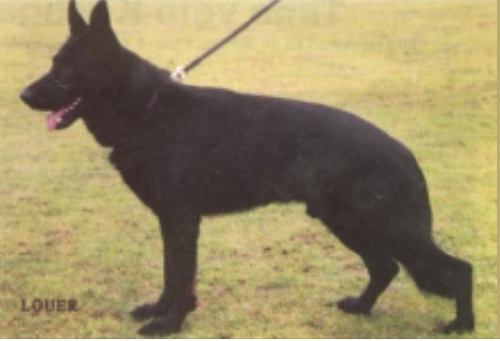 German Shepherd