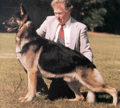 German Shepherd