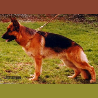 German Shepherd