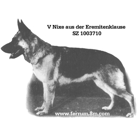 German Shepherd