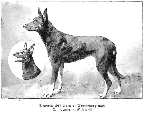 German Shepherd