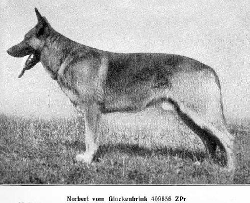 German Shepherd