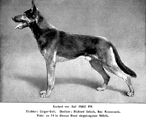 German Shepherd