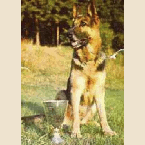 German Shepherd