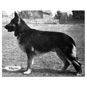 German Shepherd