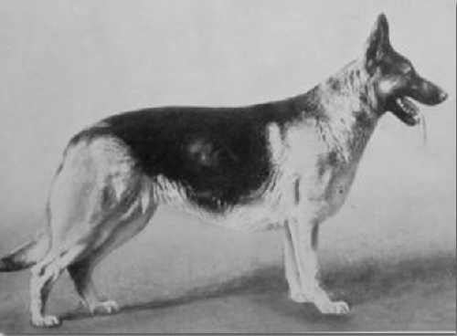 German Shepherd