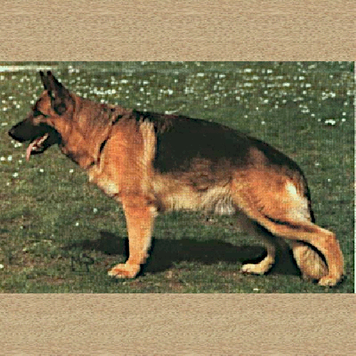 German Shepherd