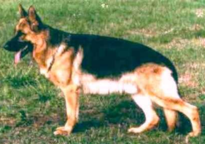 German Shepherd