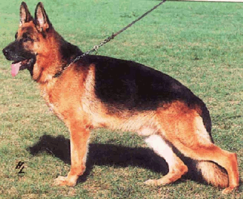 German Shepherd