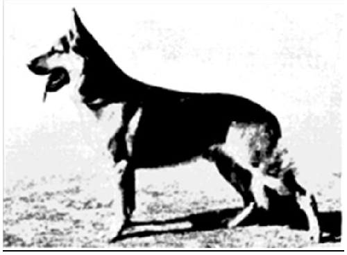 German Shepherd