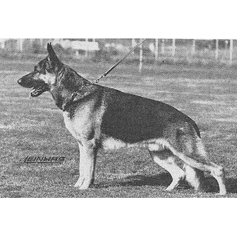 German Shepherd