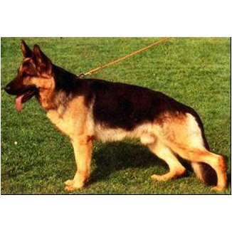 German Shepherd