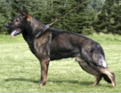 German Shepherd