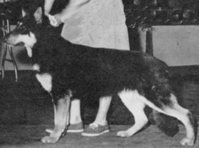 German Shepherd
