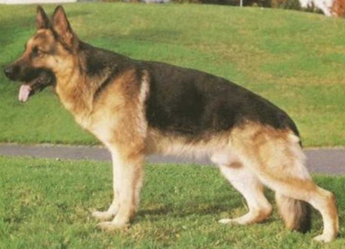 German Shepherd