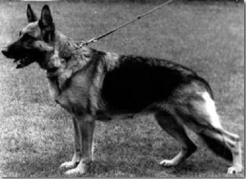 German Shepherd