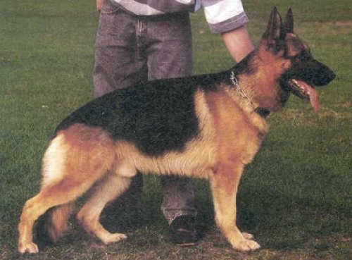 German Shepherd