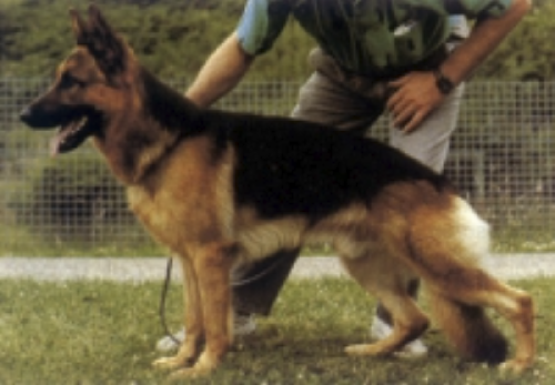 German Shepherd