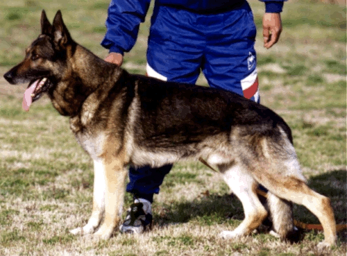 German Shepherd