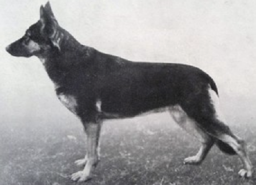 German Shepherd
