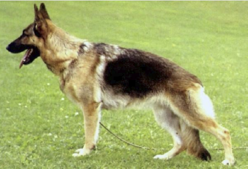 German Shepherd