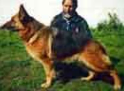 German Shepherd