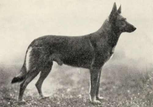 German Shepherd