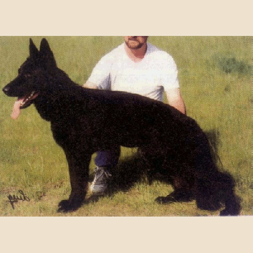 German Shepherd