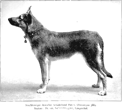 German Shepherd