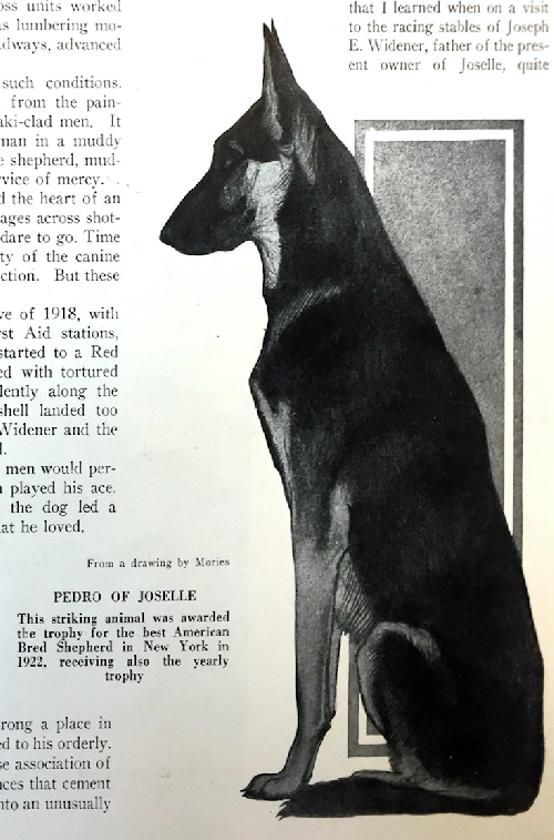 German Shepherd