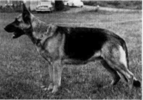 German Shepherd