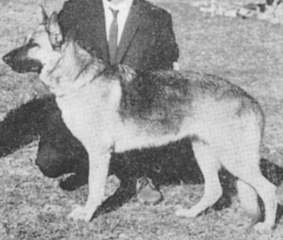German Shepherd