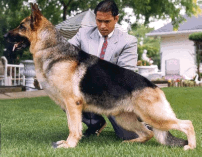 German Shepherd