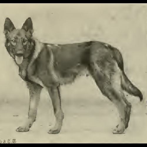 German Shepherd