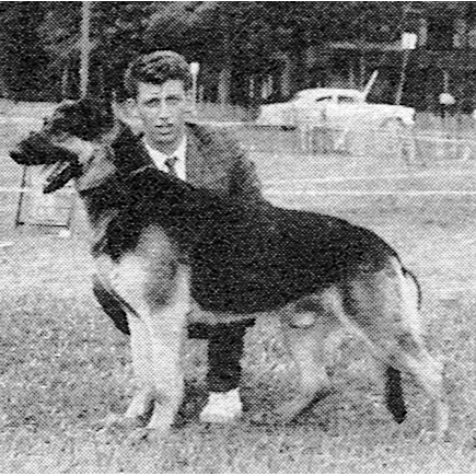 German Shepherd