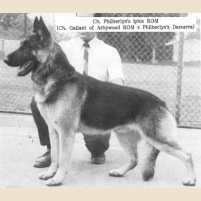 German Shepherd