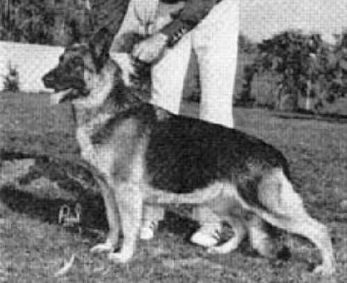 German Shepherd