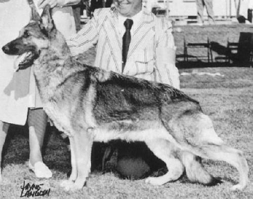 German Shepherd